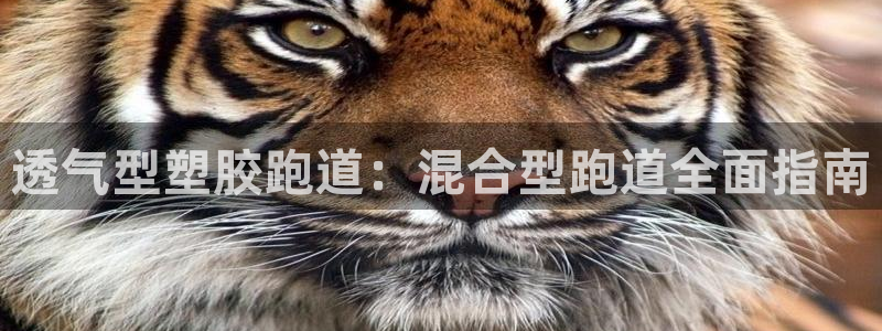 尊龙凯时新闻：透气型塑胶跑道：混合型跑道全面指南