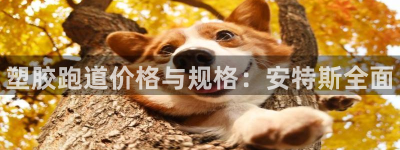 尊龙凯时·中国官方网站：塑胶跑道价格与规格：安特斯全面